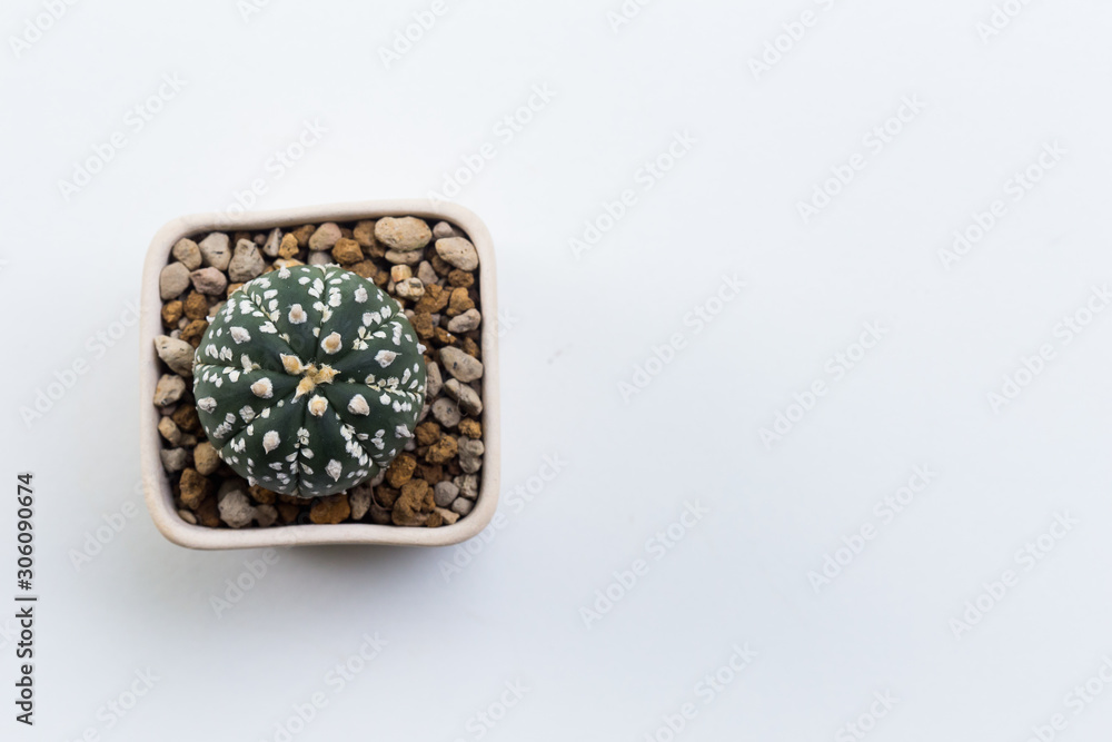 cactus on white background cactus on white background
