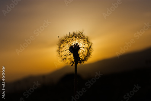 Dandelion at sunset  sky and clouds in background.