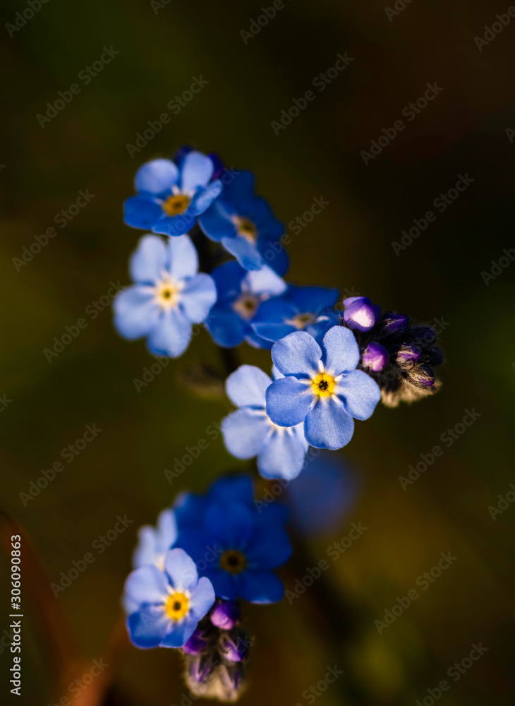 Forget me not flowers (Unutmabeni cicegi), close-up, macro shot Forget me not flowers (Unutmabeni cicegi), close-up, macro shot