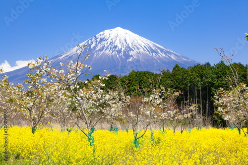 富士山と桜と菜の花、静岡県富士宮市にて