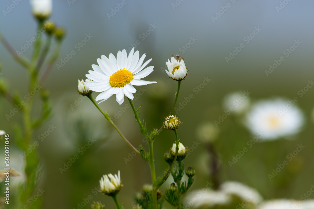 White daisy in macro. Blurred background. Nature White daisy in macro. Blurred background. Nature