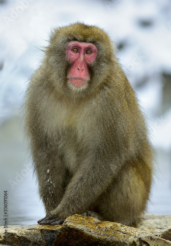 Snow monkey. The Japanese macaque ( Scientific name: Macaca fuscata), also known as the snow monkey. © Uryadnikov Sergey
