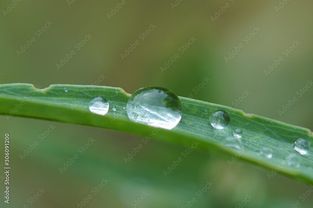 water drops on grass