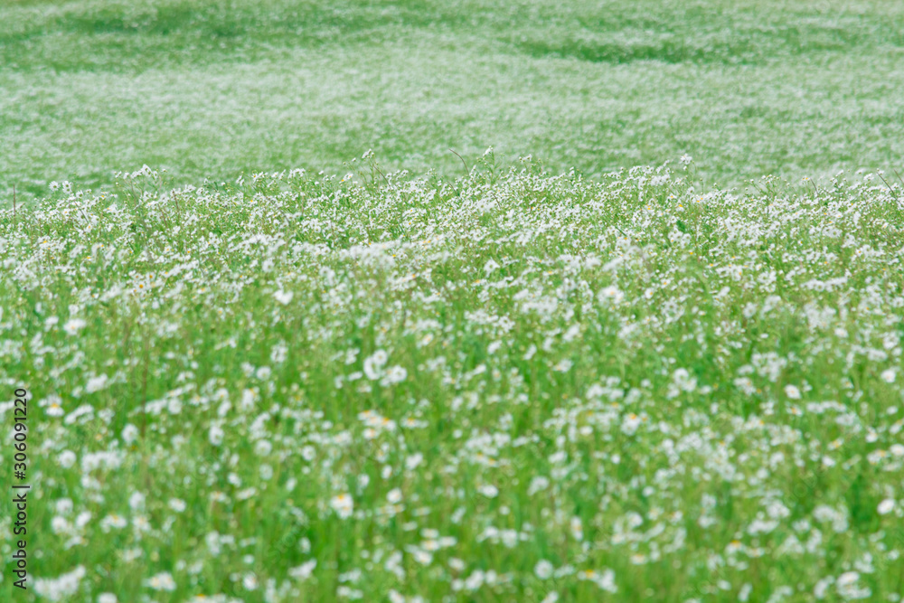 Myriads of white daisies. Green Hill. Summer season. Nature 