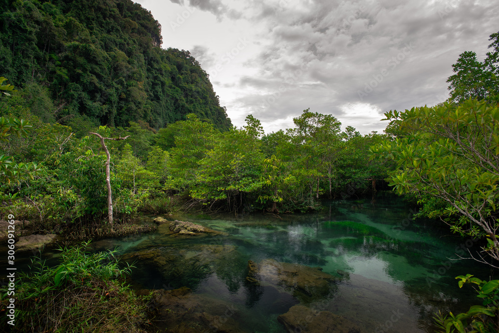 Mangrove trees along the turquoise green water in the stream. mangrove forests in Krabi province Thailand Mangrove trees along the turquoise green water in the stream. mangrove forests in Krabi province Thailand