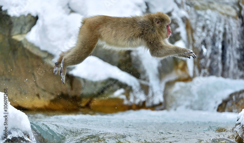 Photography Snow monkey in jump