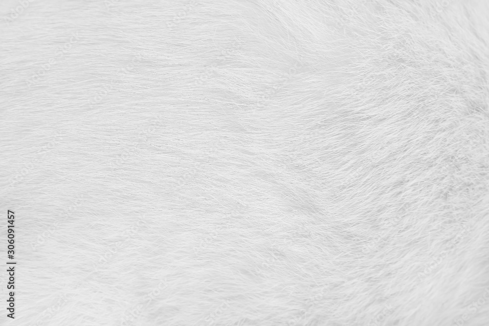 Cat fur skin , animal short smooth patterns nature texture white gray background Stock Photo