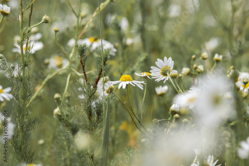 White daisy in macro. Blurred background. Nature 