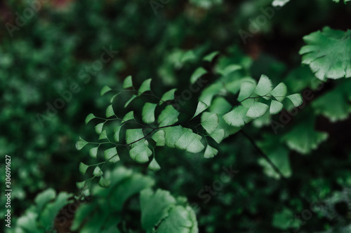 fern green in thailand