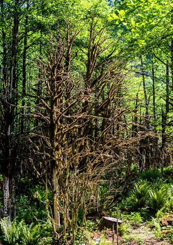 Black Sea boxwood forests, Firtina (Storm) Vadisi (Valley), Rize