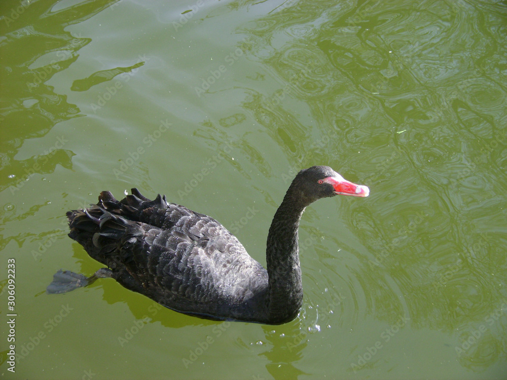 Fototapeta premium Black swans water. Two black swans romantic scene. Black swans view. Cygnus atratus.