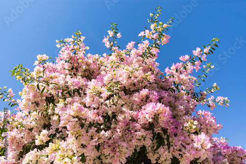 pink-white spring flowers with blue sky in background