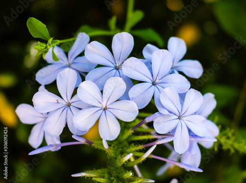 Close up of light blue jasmine or plumbago (Ixora) flower. Nature background. Soft focus