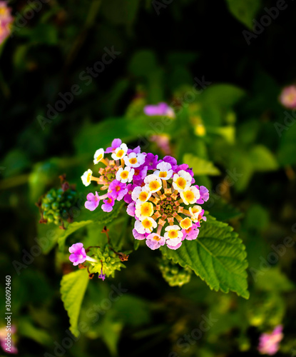 Macro image of the aromatic flower cluster(umbel) of a Lantana bush(Verbenace...
