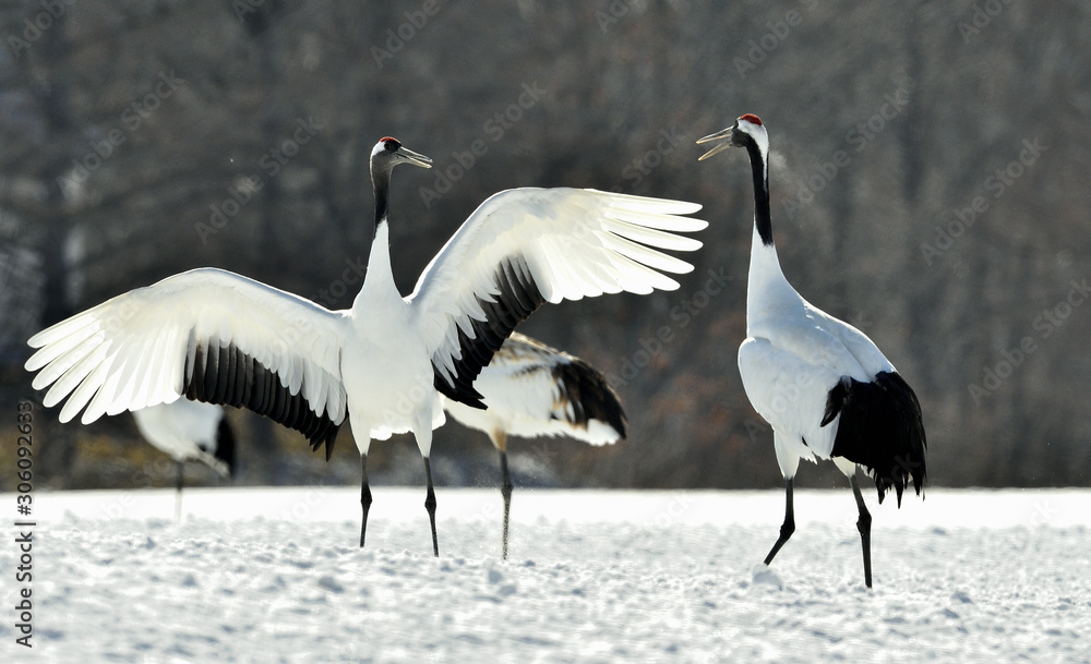 Fototapeta premium Dancing Cranes. The red-crowned crane (Scientific name: Grus japonensis), also called the Japanese crane or Manchurian crane, is a large East Asian crane.