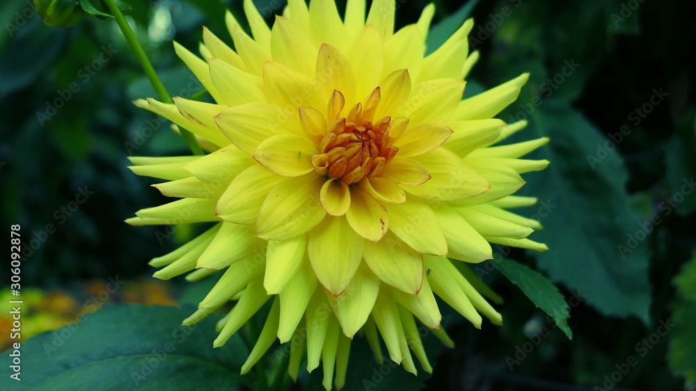 Obraz premium yellow flower