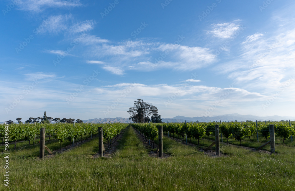 vineyard in New Zealand