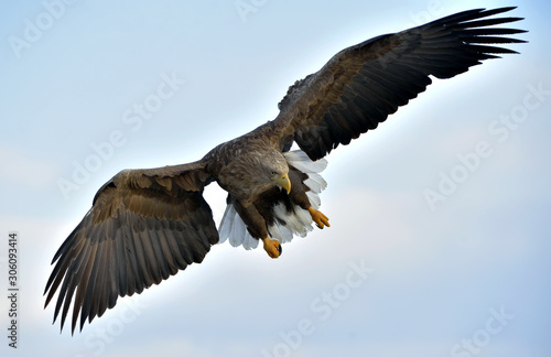 Adult White-tailed eagle in flight. Blue sky background. Scientific name: Haliaeetus albicilla, also known as the ern, erne, gray eagle, Eurasian sea eagle and white-tailed sea-eagle.