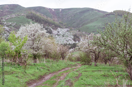 Nature in Tekeli. Spring. Kazakhstan. photo