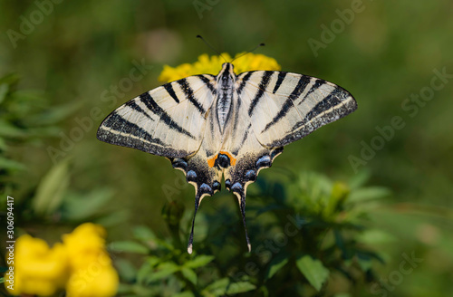 Scarce swallowtail butterfly, Iphiclides podalirius, close-up photo