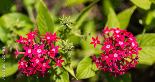 Tropical Flowering Plant Loosestrife And Pomegranate Family