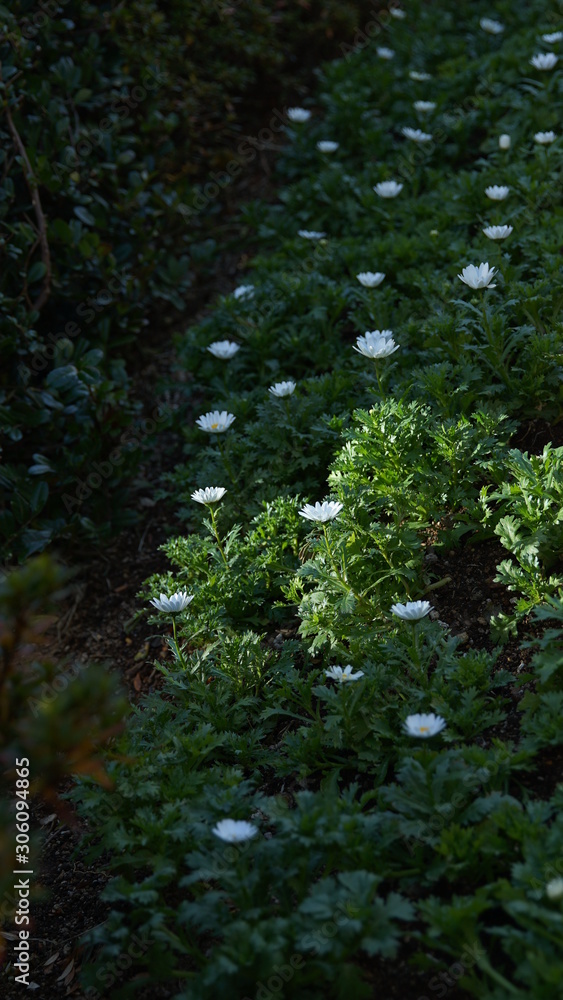 Fototapeta premium 花 