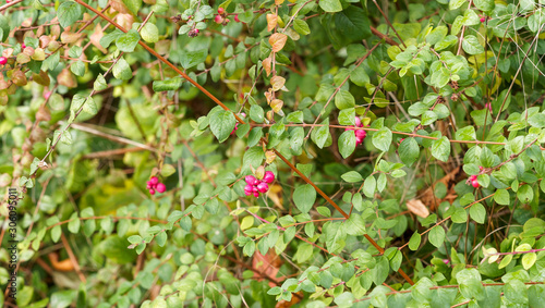 (Symphoricarpus albus) Symphorine ou arbre à perles à fructification rose photo