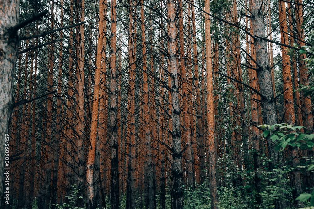 Fototapeta premium dense coniferous forest in summer