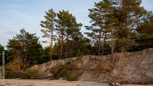 The Gauja River Flows Into the Baltic Sea Sea Gulf of Riga. Broken Pines After Storm and Washed Up Shore. Tree Trunks Washed a Shore in the Beach Coast With Eroded Beach