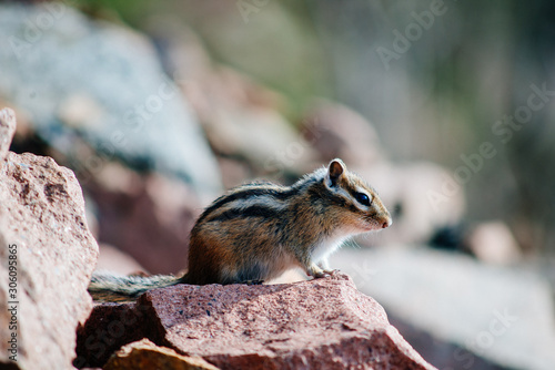 the Chipmunk is sitting on the rocks and eat among the stones and rocks