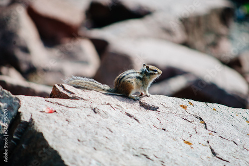 the Chipmunk is sitting on the rocks and eat among the stones and rocks