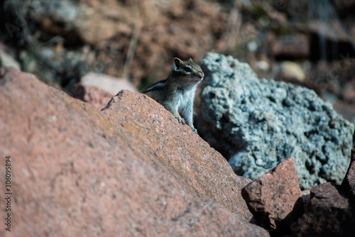 the Chipmunk is sitting on the rocks and eat among the stones and rocks