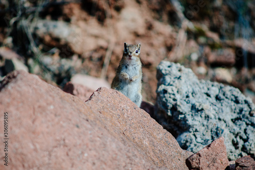 the Chipmunk is sitting on the rocks and eat among the stones and rocks