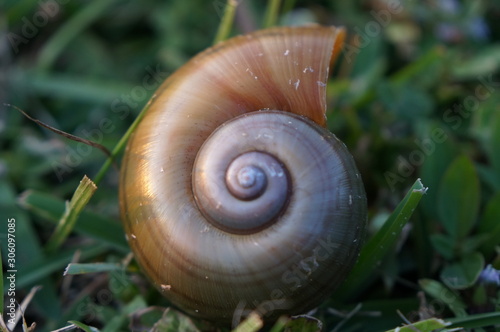 snail shell on the grass