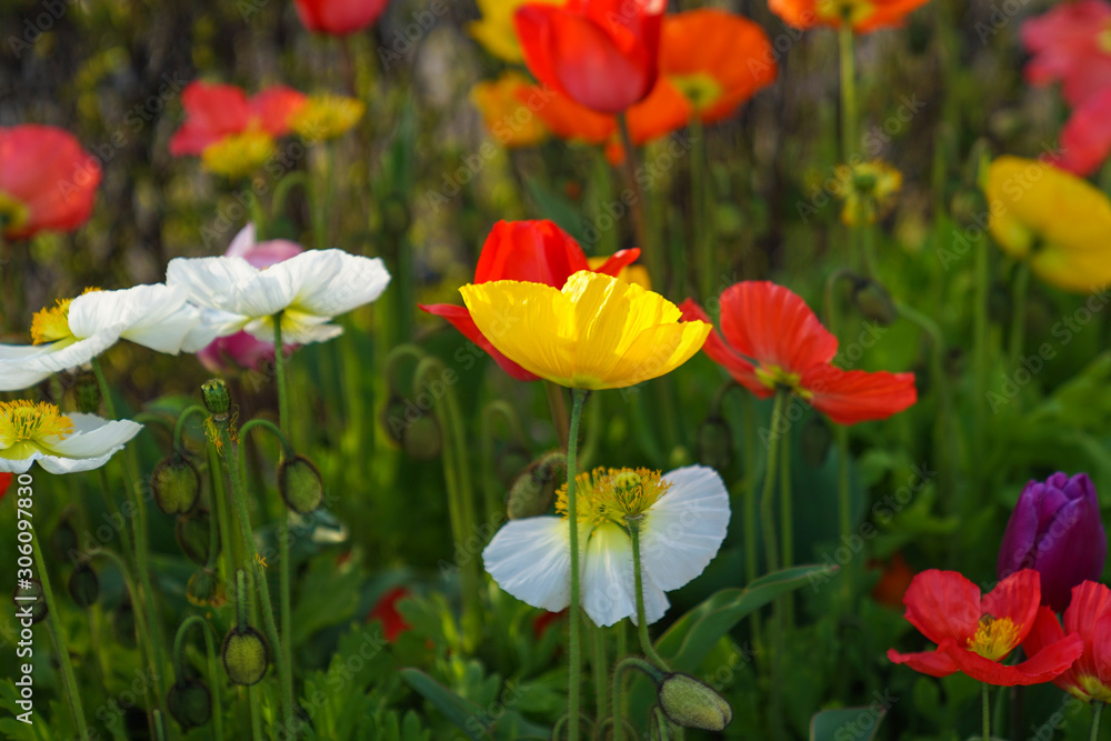 あいすらんどぽぴー