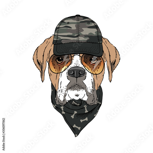 Boxer breed dog wear sunglasses, cap, bandana isolated on white background Symmetrical pet head portrait. Realistic hand drawn vector illustration.