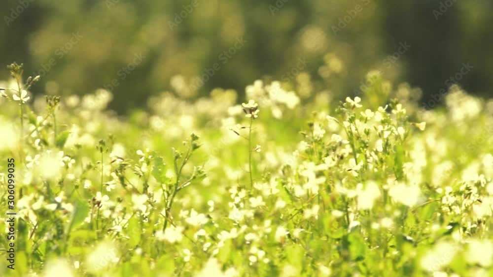 It's Springtime (pan shot) It's Springtime (pan shot)
