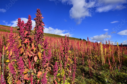 Quinua sown in the Andes mountains of South America