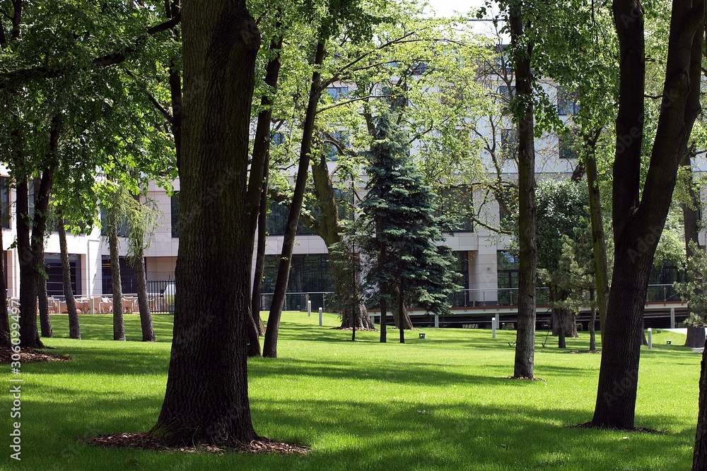 trees in the park