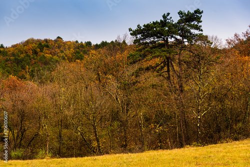 Fototapeta Naklejka Na Ścianę i Meble -  At the edge of the meadows on the Karst