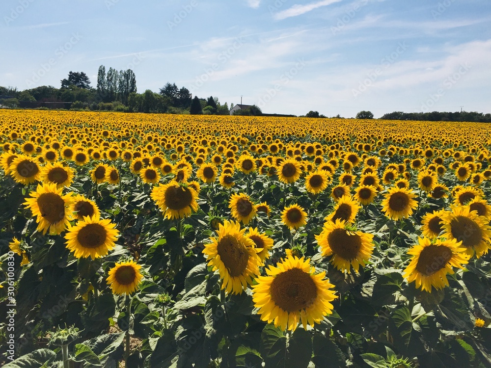 Fototapeta premium field of sunflowers with sky background