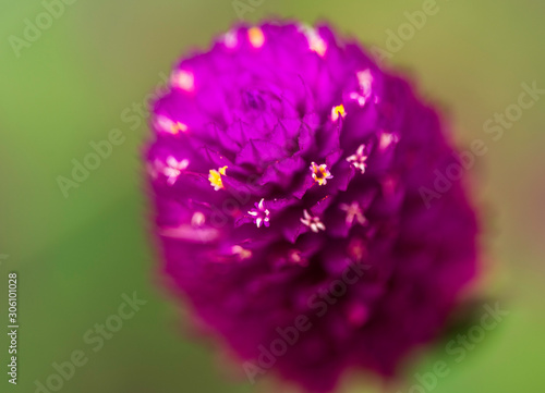Closeup of pink flower. Purple Globe Amaranth (Gomphrena Globosa)