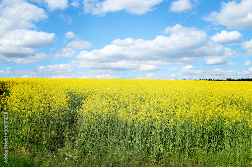 Fototapeta Naklejka Na Ścianę i Meble -  Blooming rapeseed field of Ukraine against the blue sky with clouds