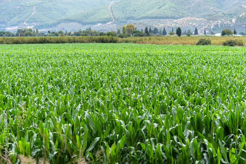 Field of corn. Cornfield shining in the sun.