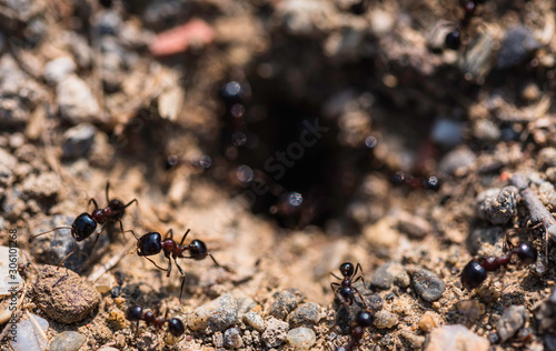 Ants on a leaf. Anthill and ants running, macro shot. © Gken