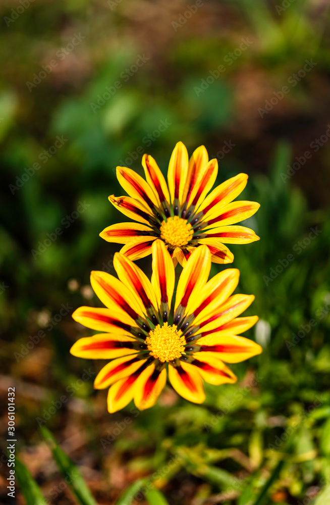 Gazania 'Big Kiss Yellow Flame' (Treasure Flower) is a tender evergreen perennial boasting extra large golden-yellow flowers. Gazania 'Big Kiss Yellow Flame' (Treasure Flower) is a tender evergreen perennial boasting extra large golden-yellow flowers.
