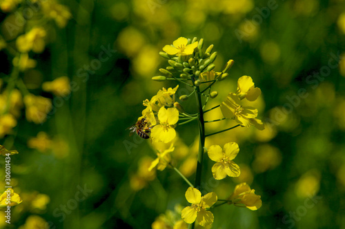 Close-up of rapeseed flowers and buds on a rapeseed field