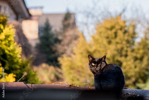Fototapeta Naklejka Na Ścianę i Meble -  Black cat walking outdoor, life of pets