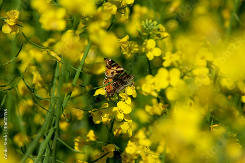 Blooming rapeseed field with Nymphalis butterfly