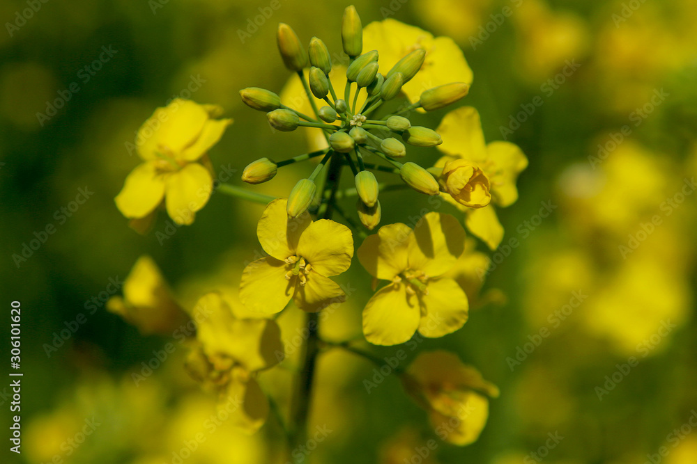 Obraz premium Close-up of rapeseed flowers and buds on a rapeseed field